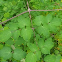 Thalictrum uchiyamae